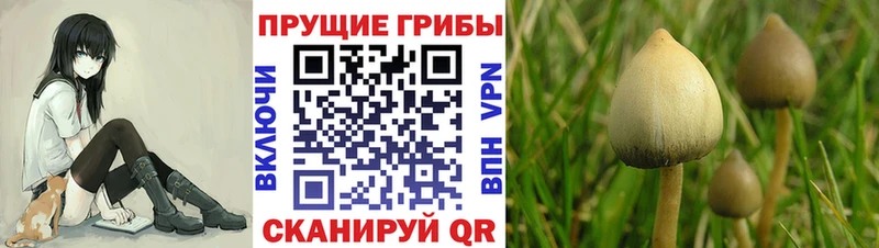 Купить где  Шенкурск  Галлюциногенные грибы мицелий 